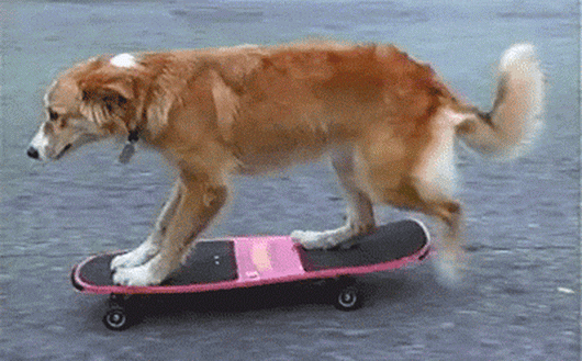 Skateboard Dog